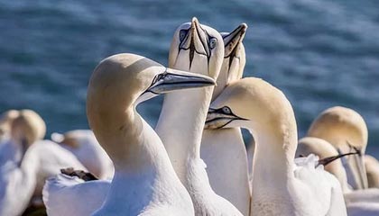 kaiyun·(中国)官方网站-T1 vs KT首局集锦：团战强势碾压，T1速龙魂轻取KT