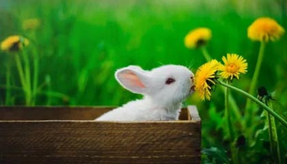 kaiyun·(中国)官方网站-T1 vs KT首局集锦：团战强势碾压，T1速龙魂轻取KT